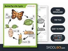 butterfly life cycle worksheet for kids with pictures and instructions to complete the process