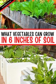 what vegetables can grow in 6 inches of soil