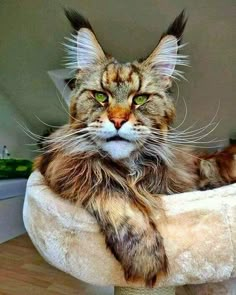 a cat is sitting in a cat bed with its eyes wide open and looking at the camera