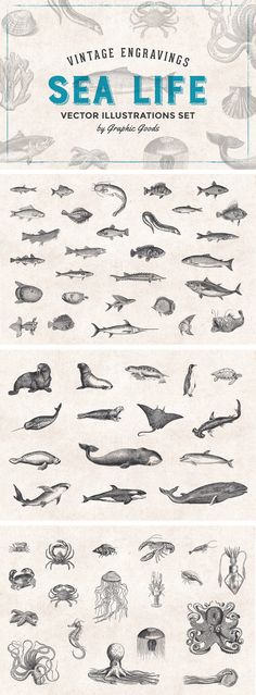 an image of sea life with different types of fish and marine creatures on it's sides