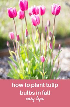 pink tulip flowers