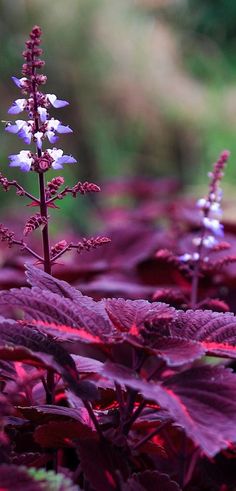 purple and white flowers are in the middle of some plants with red leaves on them