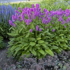 purple flowers and green leaves in a garden