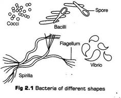 the diagram shows different types of hair and other things that are attached to each other