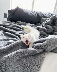 a white ferret yawns while laying on a bed with grey blankets and pillows