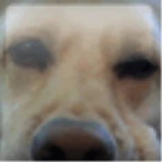 a blurry photo of a dog's face with black eyes and brown nose