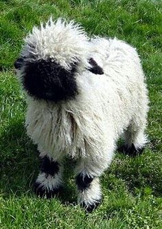 a black and white sheep standing on top of a lush green field next to grass