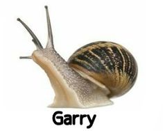 there is a snail that has the word gary on it's back side