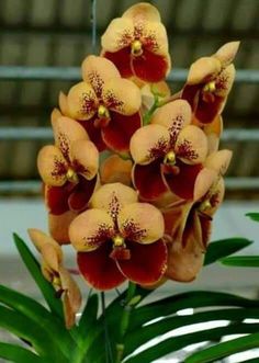 a close up of a flower on a plant