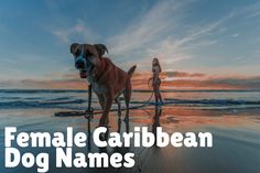 a dog standing on top of a beach next to the ocean with a woman in the background