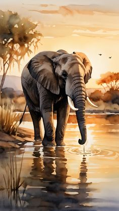 an elephant is standing in the water at sunset