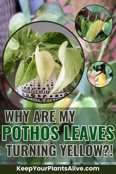 some plants that are growing in pots with the words why are my potatoes leaves turning yellow?