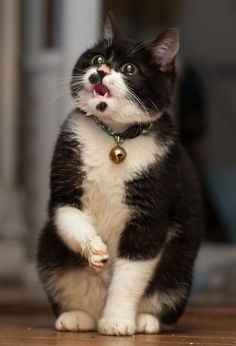 a black and white cat standing on its hind legs with it's mouth open