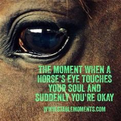 a horse's eye with the words, the moment when a horse's eye touches your soul and suddenly you're okay