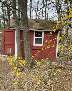 a small red shed sitting next to a tree with yellow flowers in front of it