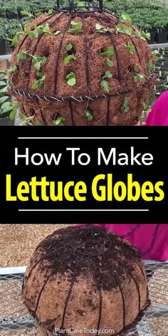 how to make lettuce globes in the garden with text overlay that reads, how to make lettuce globes