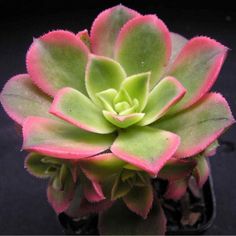 a small green and pink plant in a pot