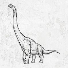 a black and white drawing of a dinosaur