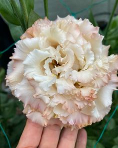 a person holding a large white flower in their hand