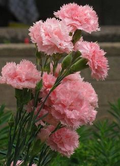 pink carnations are blooming in the garden