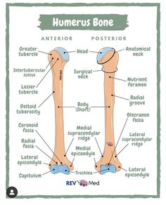 the bones and their corresponding parts are labeled in this diagram, which shows what they look like