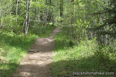 a dirt road in the middle of a forest