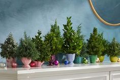 there are many potted plants on the mantle