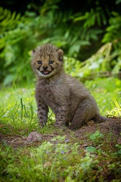 a baby cheetah cub sitting in the grass