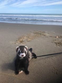 a ferret is tied to a leash on the beach