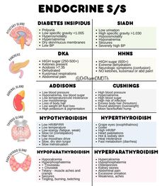 the endocine s / s chart shows different types of food and their functions