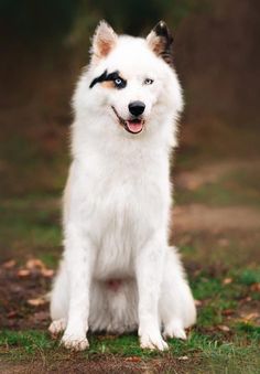 a white dog with blue eyes sitting on the ground