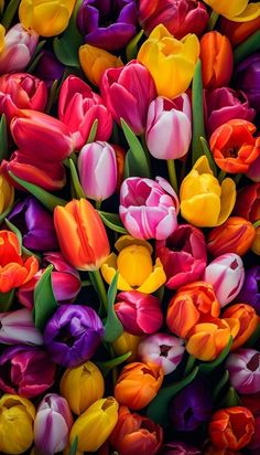 many different colored tulips are arranged together