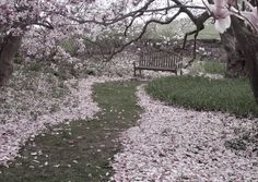 a park bench sitting in the middle of a field covered with leaves and fallen flowers