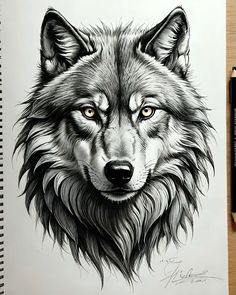 a pencil drawing of a wolf's face