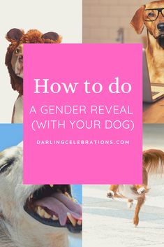 dogs with their mouths open and the words how to do a gender reveal with your dog