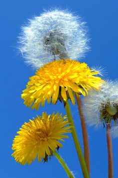 three yellow dandelions with blue sky in the backgrounnd and one white flower