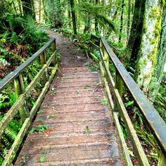 a wooden walkway in the middle of a forest