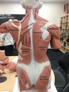 the back view of a mannequin with muscles labeled