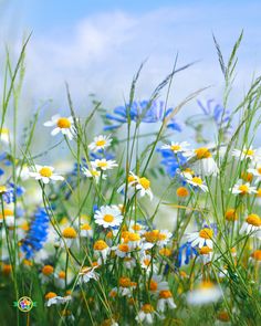 Daisy Symbolism in the Language of Flowers Beautiful Images Nature, Flowers Nature, In Bloom, Amazing Flowers