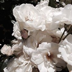 white flowers are blooming in the sun