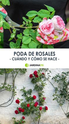 roses growing on the side of a building with text overlay that reads poda de rosales - cuado y como se hace