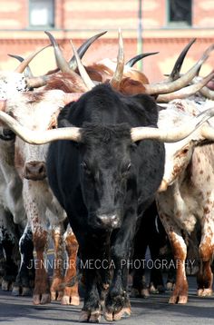 a herd of longhorn cattle walking down the street with large horns on their heads