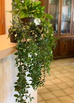 some green plants are growing on the wall next to a potted plant in a house