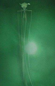 an image of a white flower in the dark green room with light coming through it