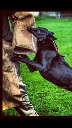 a black dog jumping up into the air to catch a frisbee