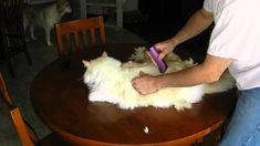 a man is grooming a dog on the table