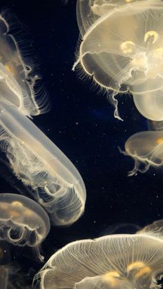 many jellyfish are swimming in the water