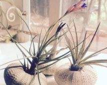 two air plants sitting on top of a pair of slippers in front of a window