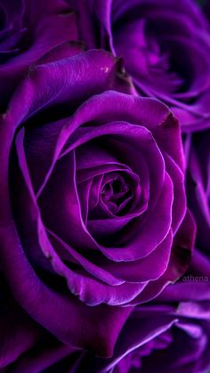 a close up view of a purple rose