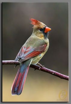 a colorful bird sitting on top of a tree branch